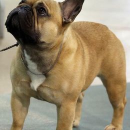 French Bulldogs from Amscot French Bulldogs
