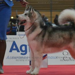 Charger - Alaskan Malamute
