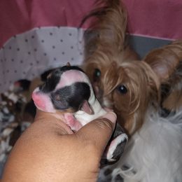 Boy 1 - Parti male Yorkshire Terrier puppy in Newport News, Virginia from Ty-Shea Designs Yorkies and More LLC