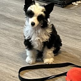 Girl 1 - Black and white female Chinese Crested puppy in Horseheads, New York from Boots with the fur Chinese Cresteds