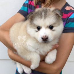 Pomsky Puppies from Dakota Pomskies