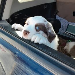 Australian Shepherd Puppies from Gardner Canyon Kennels