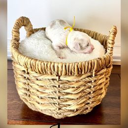 Girl 1 - female Goldendoodle puppy in Midlothian, Virginia from RVA DOODLES, LLC