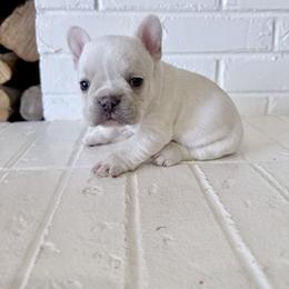 French Bulldog Puppies from Country Farm Frenchies