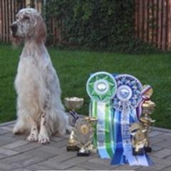 English Setters from Violet Hill English Setters