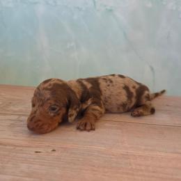 Vito - Dapple male Dachshund puppy in Florence, Arizona from Doxie Town Az