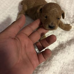 Pekingese and Poodle Puppies from Dogs lovers