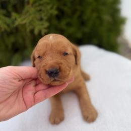 Blue Boy - Dark golden male Golden Retriever puppy in Utah from Deseret Peak Goldens