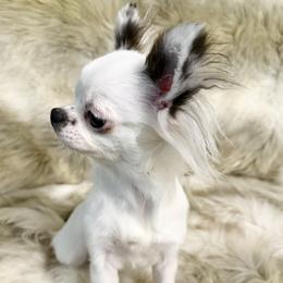 Chihuahua puppies from Home of Tiny Chihuahuas