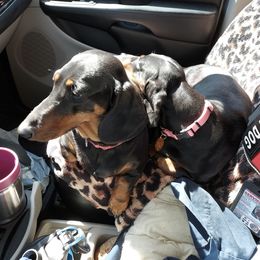Dachshund All Grown Up from Woodshafen