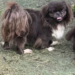 AKC Kima - Gray female Pekingese puppy in Cumming, Georgia from Imperial Pekingese