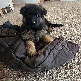 German Shepherd Puppies from S&S German Shepherds