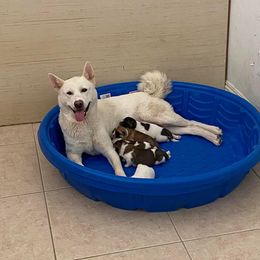 Akita Puppies from Gloe Akita's