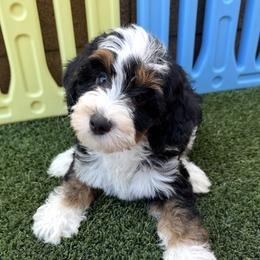 Lily Blue girl - Tri-color female Bernedoodle puppy in Gilbert, Arizona from Azteddybeardoodles
