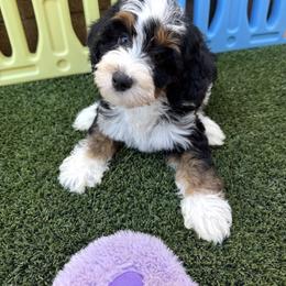 Lily Blue girl - Tri-color female Bernedoodle puppy in Gilbert, Arizona from Azteddybeardoodles