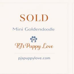 Shadow - Black female Goldendoodle puppy in Bountiful, Utah from PJs Puppy Love