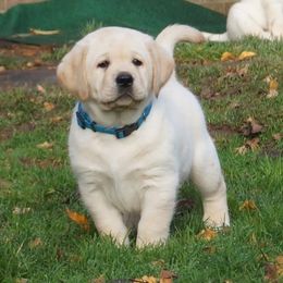 French Bulldog and Labrador Retriever Puppies from Rare Pearl Labradors and Belle Rouge Frenchies
