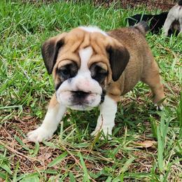 Green collar Girl - Red and white female Bulldog puppy in Lakeland, Florida from Fur Love And Puppies