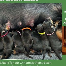 Rottweilers from Von der Edel Rottweilers