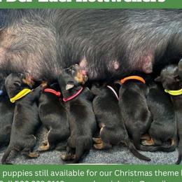 Rottweilers from Von der Edel Rottweilers