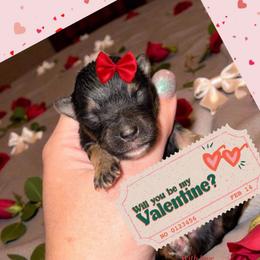 Tawny 3000 - Black and tan female Yorkshire Terrier puppy in Midland, Texas from Southern Yorkie Pies