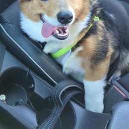 American Corgi, Australian Shepherd, and Pembroke Welsh Corgi All Grown Up from Clover S Farm