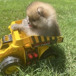 Boy 3 - Orange sable male Pomeranian puppy in Yorktown, Virginia from Amore Pomeranians