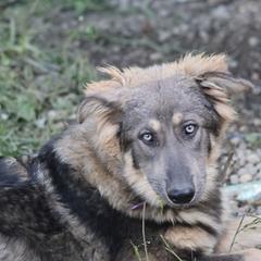 Sage Saige - Blue female German Shepherd puppy in Garrett, Indiana from Devil-Dog Shepherds