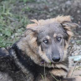 Sage Saige - Blue female German Shepherd puppy in Garrett, Indiana from Devil-Dog Shepherds