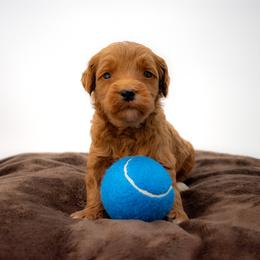 Sage Black - Red  male Goldendoodle puppy in Lafayette, Alabama from Sweethaven Kennels