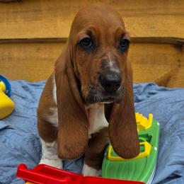 Duty - Brown black and white male Basset Hound puppy in Big Rapids, Michigan from Basket Hound Bassets