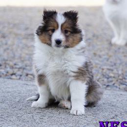 Nessah - Sable-White Female - Sable and white female Shetland Sheepdog puppy in Frazeysburg, Ohio from Mountain High Kennels