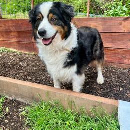 Dutchess - Black tri-color female Australian Shepherd puppy in Landenberg, Pennsylvania from Aussie4Life