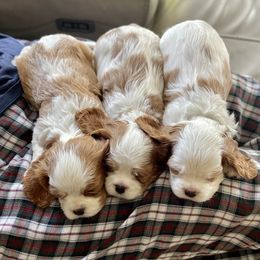 Cavalier King Charles Spaniel Puppies from Ellas.Pups