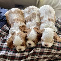 Cavalier King Charles Spaniel Puppies from Ellas.Pups