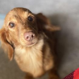 Dachshunds from Saban Nation