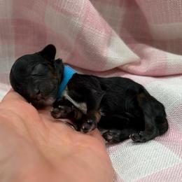 Legend - Tri-color male Bernedoodle puppy in Macon County, North Carolina from Mountain Doodles