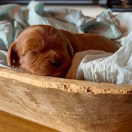 Little Poppy - Red female Cavapoo puppy in Knoxville, Tennessee from Dukes Forever Doodles