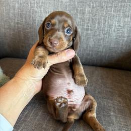 Marshal - Chocolate and tan male Dachshund puppy in Tonopah, Arizona from Brandie's Dachshunds