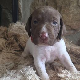 Red girl - White and liver female German Shorthaired Pointer puppy in Dahlonega, Georgia from Pointer Mountain Bird Dogs