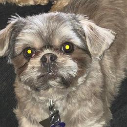 Shihpoos and Shih Tzus from Robert Elkin