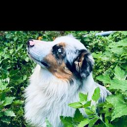 Noah - Blue merle male Miniature Australian Shepherd puppy in Port Saint Lucie, Florida from Charlene Brannon's Mini Australian Shepherds