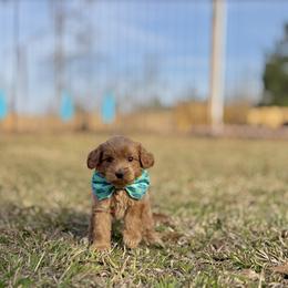 Cardinal - Caramel male Australian Labradoodle puppy in Calhoun, Louisiana from Arrowhead Australian Labradoodles