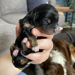 Jack Daniel - Black tri male Miniature Australian Shepherd puppy in Gunnison, Colorado from McMillan Aussies