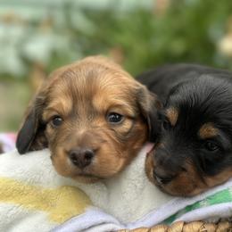 Dachshunds from Devoted Doxies