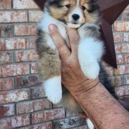 Shetland Sheepdog Puppies from Pixie Isle Shetland Sheepdogs