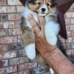 Shetland Sheepdog Puppies from Pixie Isle Shetland Sheepdogs