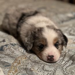 Miniature American Shepherd puppies from Connie's American Eskimo Dogs and Mini Australian Shepherd Dogs
