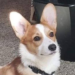 Steve - Pembroke Welsh Corgi