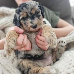 Thames Firth - Blue merle female Bernedoodle puppy in Marshall, Michigan from Whispering Aspen Homestead
